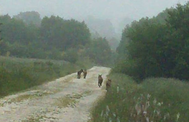 El lobo ya se deja fotografiar a pleno día en los alrededores de Vilalba